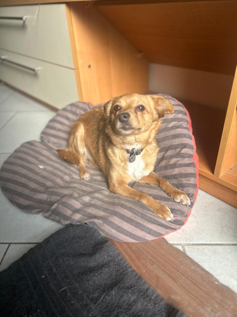 Chiens à adopter